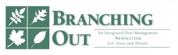 Branching Out Order